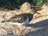 Ruddy Turnstone, North Seymour, Galapagos