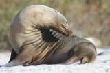 Galapagos Sea Lion, North Seymour, Galapagos