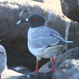 Swallow-tailed Gull, North Seymour, Galapagos