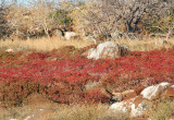 Vegetation on North Seymour, Galapagos