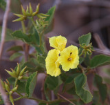 Flowering shrub on North Seymour, Galapagos