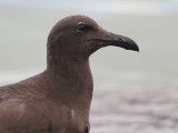 Lava Gull, Santa Cruz, Galapagos