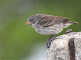 Medium Ground-Finch, Santa Cruz, Galapagos