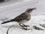 Espanola Mockingbird, Gardner Beach-Espanola, Galalpagos