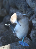 Blue-footed Booby, San Cristobal, Galapagos