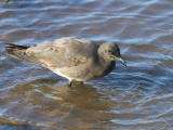 Lava Gull (juvenile), San Cristobal, Galapagos