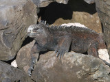 Marine Iguana, San Cristobal, Galapagos