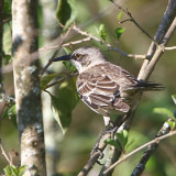 San Cristobal Mockingbird, San Cristobal, Galapagos