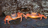 Sally Light-foot Crab, San Cristobal, Galapagos