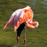 American Flamingo, Punta Moreno-Isabela, Galapagos