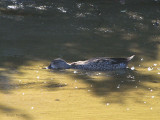 Blue-winged Teal, Punta Moreno-Isabela, Galapagos