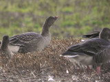 Tundra Bean Goose, near Houston, Clyde