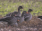 Tundra Bean Goose, near Houston, Clyde