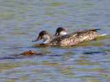 White-cheeked Pintail, Punta Moreno-Isabela, Galapagos