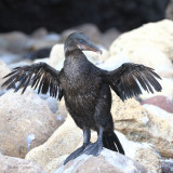 Flightless Cormorant, Punta Vicente Roca-Isabela, Galapagos