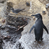 Galapagos Penguin+Wandering Tattler+Sally Light-foots, Punta Vicente Roca-Isabela, Galapagos