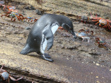 Galapagos Penguin, Punta Vicente Roca-Isabela, Galapagos