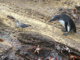 Penguin+Wandering Tattler+Sally Light-foots, Punta Vicente Roca-Isabela, Galapagos