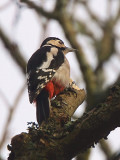 Great Spotted Woodpecker, Dalzell Woods-Motherwell, Clyde