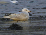 Iceland Gull, Taynuilt, Argyll