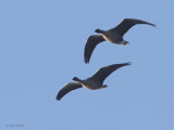 Pink-footed Geese, Loch Lomond NNR, Clyde