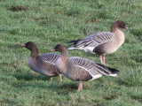 Pink-footed Geese, Croftamie, Clyde