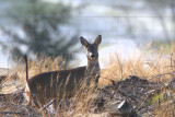 Roe Deer, Craigallian Loch, Clyde
