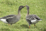 Tundra Bean Goose, Kilmacolm, Clyde