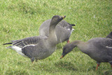 Tundra Bean Goose, Kilmacolm, Clyde