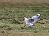 Andean Gull, Antisana reserve, Ecuador