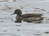 Andean Teal, Antisana reserve, Ecuador