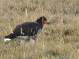 Carunculated Caracara, Antisana reserve, Ecuador