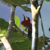 Crimson-mantled Woodpecker, Tandayapa Valley, Ecuador