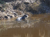 Otter, Endrick Water-Loch Lomond NNR