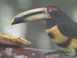 Pale-mandibled (or Collared) Aracari, Los Bancos, Ecuador