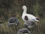 Rosss Goose, Forth, Clyde