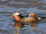 Mandarin Duck (male), Rowardennan-Loch Lomond, Clyde