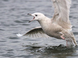 Iceland Gull, Hogganfield Loch, Glasgow