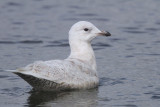 Iceland Gull, Hogganfield Loch, Glasgow