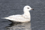 Iceland Gull, Hogganfield Loch, Glasgow