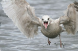 Iceland Gull, Hogganfield Loch, Glasgow