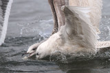 Iceland Gull, Hogganfield Loch, Glasgow