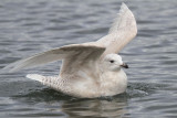 Iceland Gull, Hogganfield Loch, Glasgow