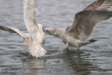 Iceland Gull, Hogganfield Loch, Glasgow