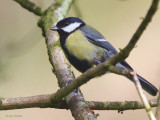 Great Tit, Barons Haugh RSPB, Clyde