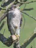 Sparrowhawk, Crail, Fife