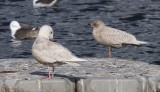 Iceland Gull, Hogganfield Loch, Glasgow