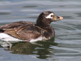 Long-tailed Duck, Hogganfield Loch, Glasgow