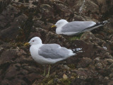 Common Gull, Burncrooks, Clyde
