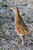 Corncrake, Gruinart RSPB, Islay, Argyll